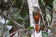 Olivaceous Woodcreeper